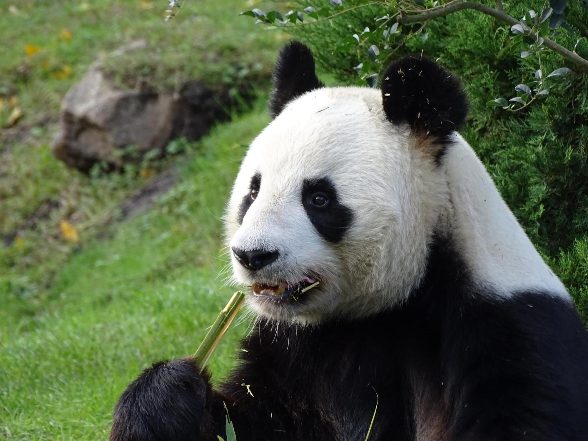 Trainefeuilles - Chambres D'Hotes Proche Zoo De Beauval Le Controis-en-Sologne Ngoại thất bức ảnh
